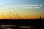 Goose Breakfast Notelets